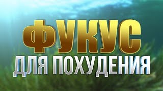 Таблетки для похудения. Фукус Таблетки для похудения. Фукус