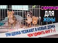 Щенки Американского Булли уезжают в новые дома. Сюрприз для жены!