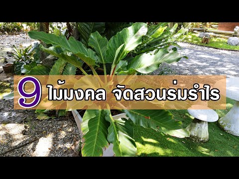 วีดีโอ: ปีนเขาประจำปีเพื่อสวนร่มรื่น – ปลูกเถาวัลย์ประจำปีในที่ร่ม