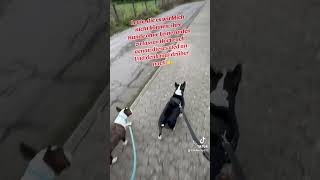 Miniatur Bullterrier Dieses Lied Ist Für Alle, Die Ihr Hund Nicht Unter Kontrolle Haben