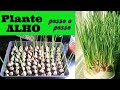 Como plantar Alho, Passo a Passo, época de plantio e muito mais!