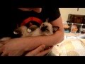 Siamese Kitten Lullaby