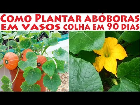 Vídeo: Plantando Cucurbitáceas Juntos - Obtendo Abóbora E Cabaças No Jardim