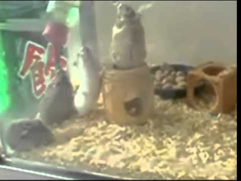 video phone beyonce mp3 Hamsters dancing break dance