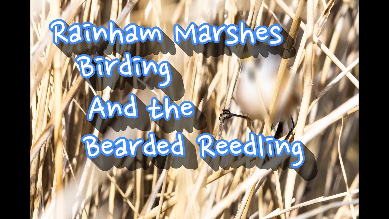 Rainham Marshes RSPB, Bird Photography || Bearded Tit || Canon R5