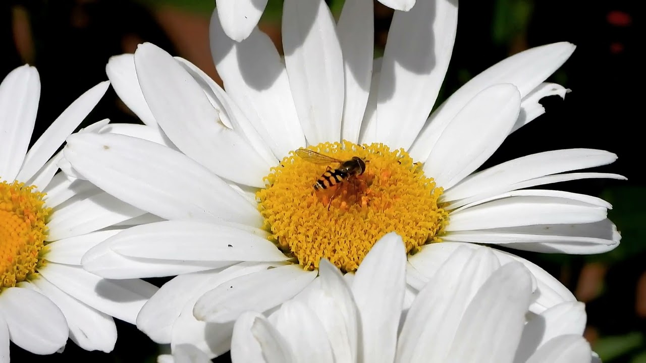 Spotted Hoverfly (maybe Migrant Hoverfly)