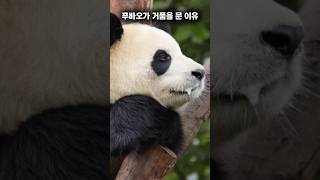 푸바오, 거품을 문 이유…