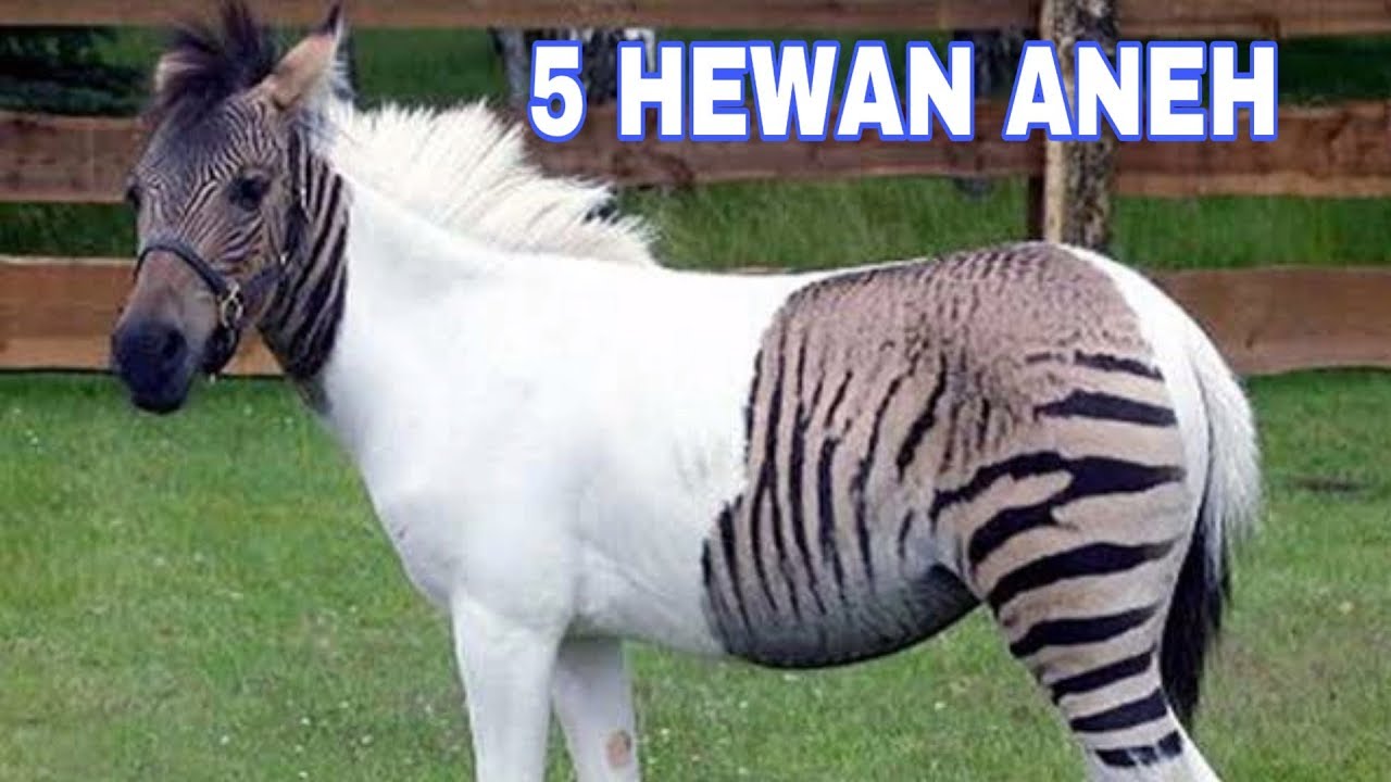 Kuda Kawin Dengan Zebra 5 Hewan Aneh Hasil Persilangan Youtube