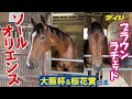 【桜花賞】フォーエバーヤング半妹・ブラウンラチェットはキレイ好き？　お隣さんのソールオリエンスともぐもぐタイムも披露　#競馬 #keiba