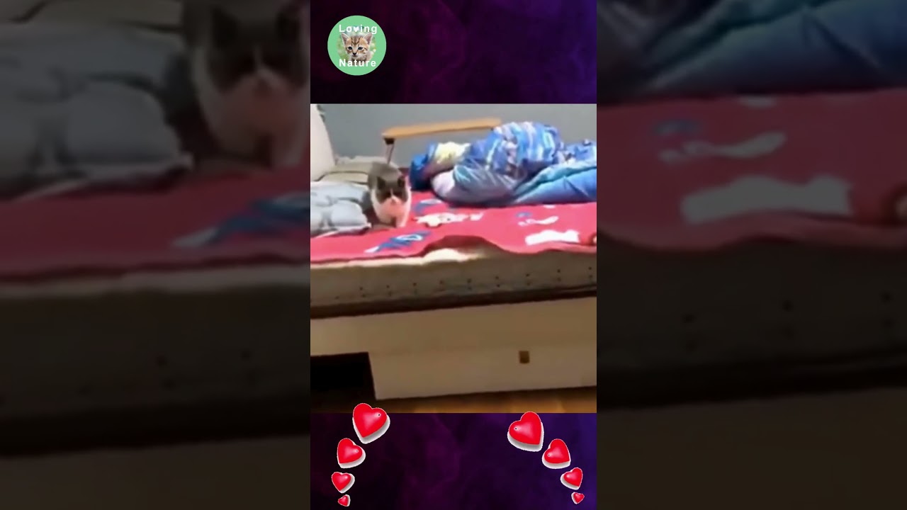 Meravigliosi Animali : Una Esilarante Avventura tra la Bellezza e il Divertimento puro ! 😍😍 # shorts