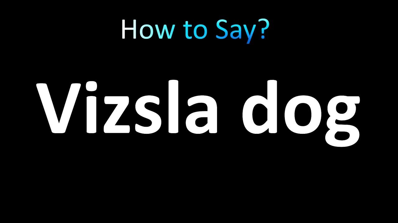 how-to-pronounce-vizsla-dog-hungarian-breed-youtube