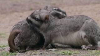 Documental Vizcachas. De la plaga a la extinción.