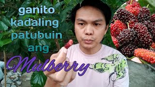 Ganito kadaling buhayin Ang mulberry sa Pilipinas