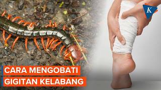 How to Treat a Centipede Bite