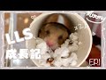 [賴賴屎成長記]  EP.1 幾好用嘅倉鼠籠｜細細粒熊仔鼠 ｜ 嚟左三日就有狀況發生 😭 ｜