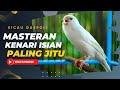 MASTERAN KENARI isian PALING JITU Best Canary Singging