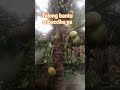 Tolong bantu subscribe komen like #trending #shortvideo #fypシ #kelapa #populer