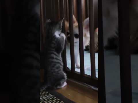 仔猫と犬 - A kitty and a dog - #shorts