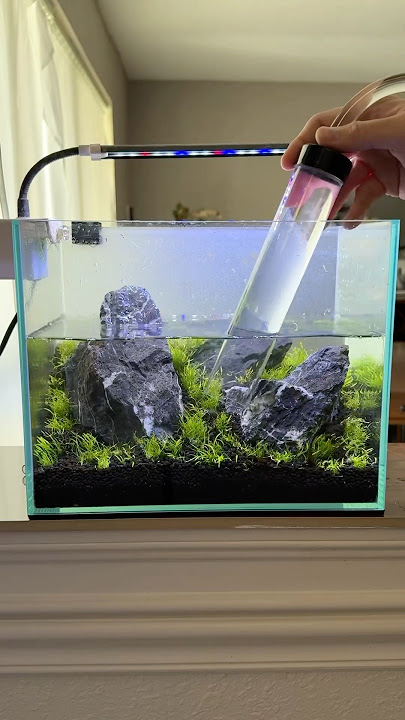 A quick update and maintenance sesh on my latest nano iwagumi scape!  The UG is filling in nicely!