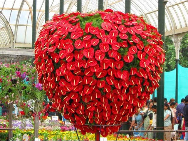 Top 12 Most Beautiful Flowers In The