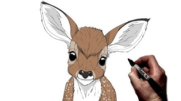 How To Draw A Deer Fawn | Step By Step |