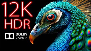 The First 12K HDR 120fps Dolby Vision