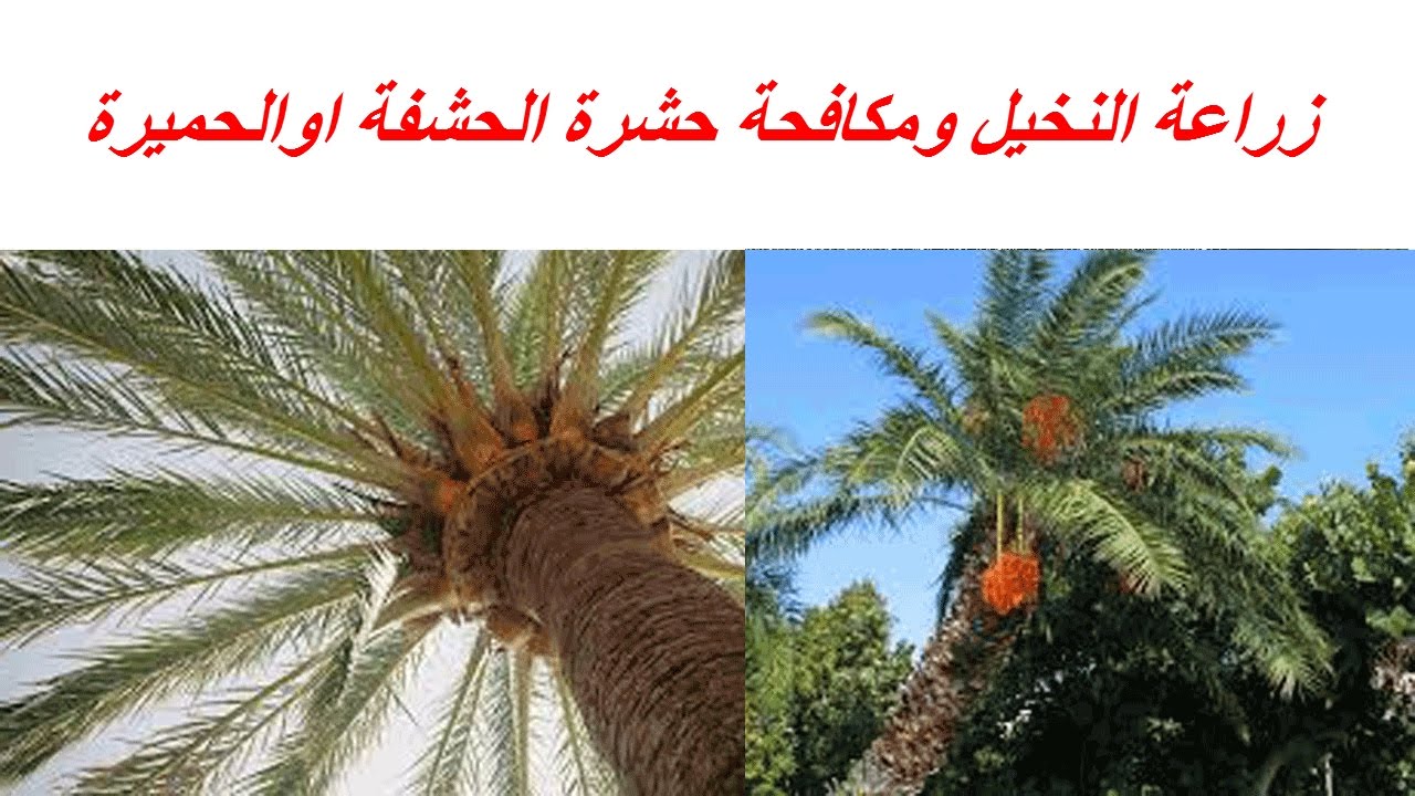 زراعة النخيل ومكافحة حشرة الحشفة اوالحميرة بالتفصيل