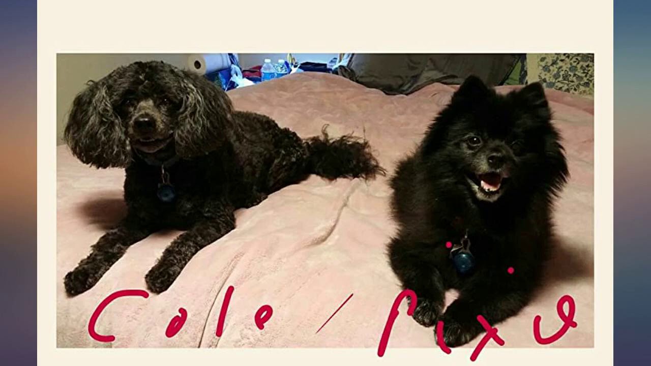 Sleep Innovations Shiloh 14-inch Memory Foam Mattress, Queen, White review