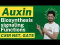 Auxin hormone  auxin biosynthesis auxin transport and auxin function