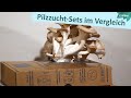 Pilzzucht-Sets im Test: Wir bauen Austernpilze im Winter selbst an - Wie läuft das? | MDR Garten