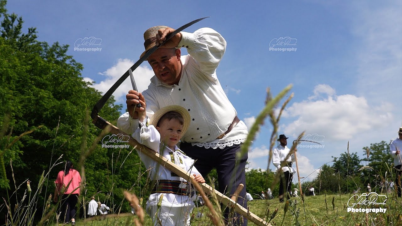 Clacă la coasă în Carbunari - Maramureș