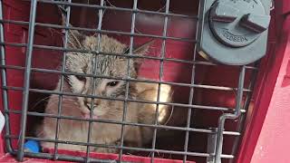 Just a stoned kitty in a carrier, coming home from dental surgery.