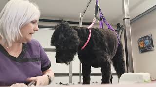 Stressy Toby Spoodle getting his groom