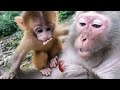 Good Mother Monkey Good Care For Baby