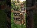The Layering Secret! 3x More Potatoes in Small Spaces 🥔#diy #garden