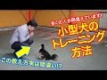 つい間違えがちなチワワやトイプードルなど小型犬のワンちゃんのトレーニングの仕方