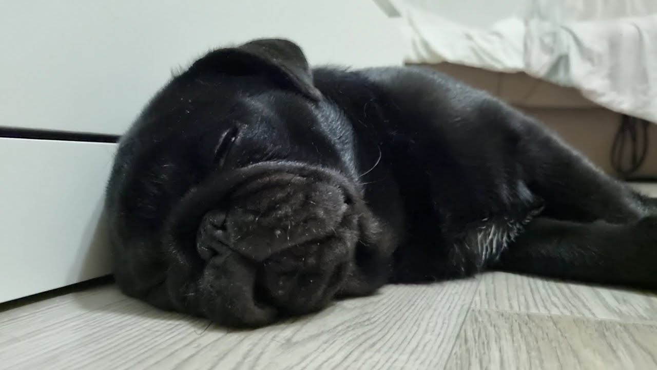 Мопс Сладко Дремлет и Издает Странные Звуки / The Pug Slumbers Sweetly ...