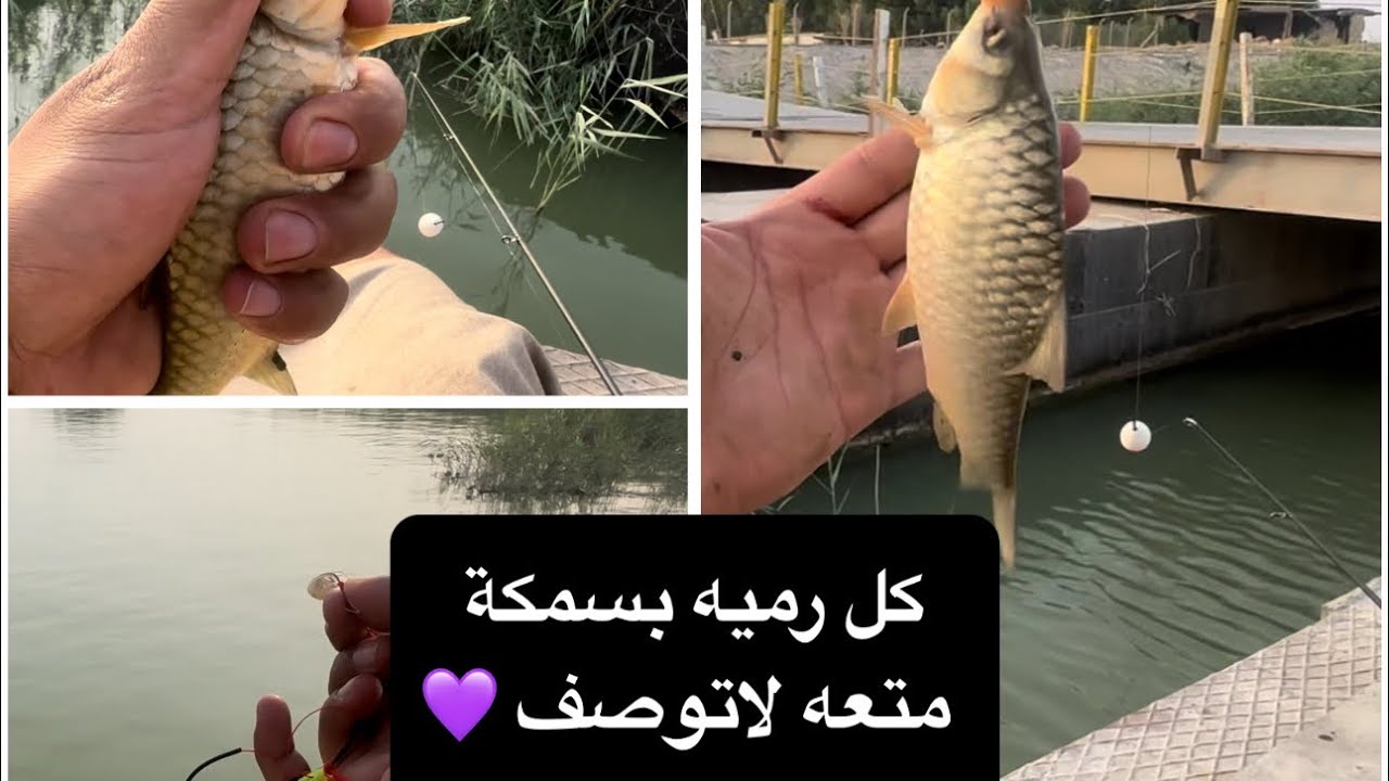كل رميه بسمكة جان يوم ممتع وصيد ممتع الحمدالله 💜 #fishing #اكسبلور #العراق #ترند