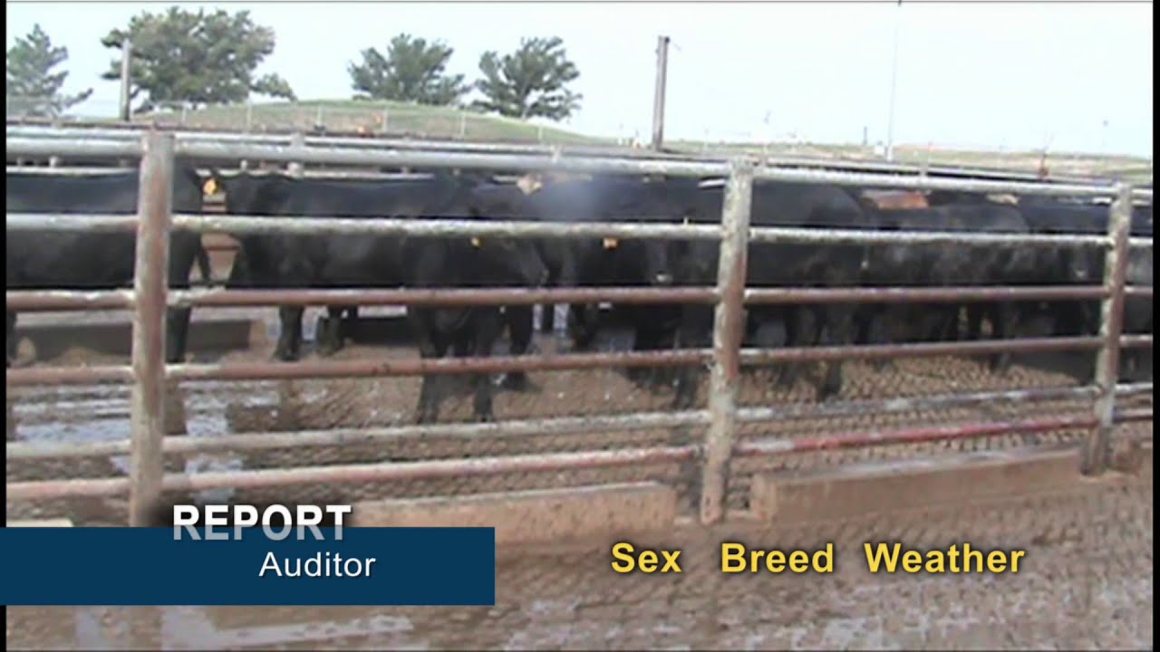 Mobility Scoring for Cattle