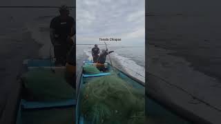 así es la pesca en CHIAPAS 🇲🇽 bahía paredón TONALA #chiapasmexico #descubrechiapas #travel #chiapas
