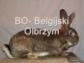 Rasy Duże Królików Rasy Duże Królików