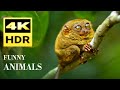 Funny animals 4kr  the most beautiful animals with relaxing music  wildlife film  2023