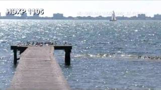Sea Birds And Peirs