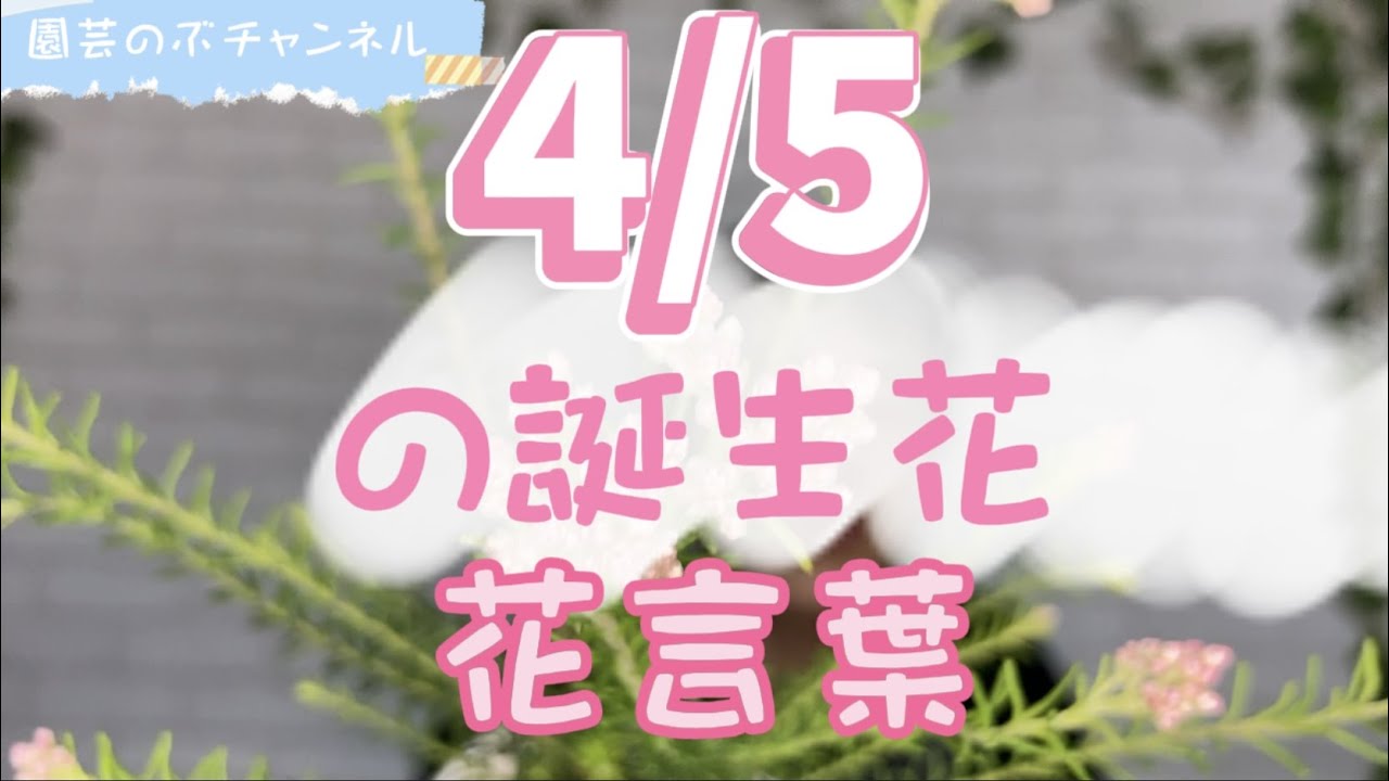 4/5の誕生花と花言葉【園芸のぶチャンネル】【4月】【5日