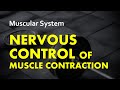 Nervous Control of Muscle Contraction Quiz
