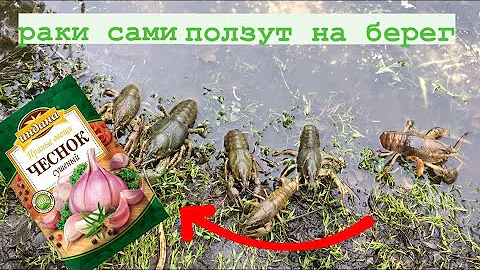 Раки сами ползут на берег,если насыпать .....