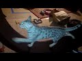 One fast cat wheel. Cheetoh cats. の動画、YouTube動画。