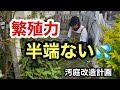 【庭仕事】植えたらダメなグランドカバー💦