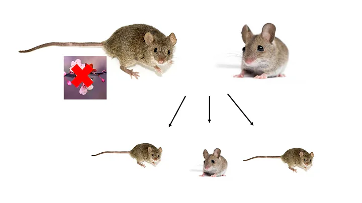X inactivation and Calico Cat Genetics