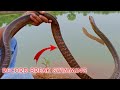 देखिए पानी में कैसे तैरता हैं भारत का सबसे तेज दौड़ने वाला सांप | Indian Rat Snake